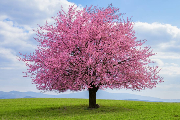 Frühling in Germany für einen unvergesslichen Frühlingszeit